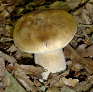 Krásné houby rostou v lese - hříbek